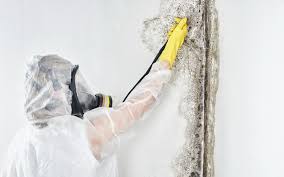 Mold Removal for HVAC Installations in Danville, IN